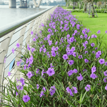 Load image into Gallery viewer, Mexican Petunia Plant