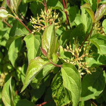 Load image into Gallery viewer, Cornus Midwinter Fire Dogwood Shrubs