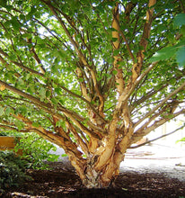 Load image into Gallery viewer, Dwarf River Birch Little King