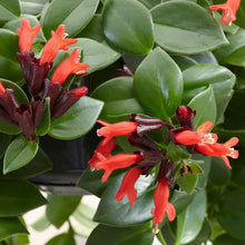 Load image into Gallery viewer, Mona Lisa Lipstick Plants