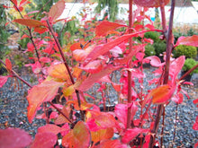 Load image into Gallery viewer, Korean Barberry Shrubs