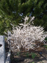 Load image into Gallery viewer, Abeliophyllum distichum White Forsythia
