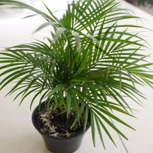 Load image into Gallery viewer, Bamboo Palm Plants