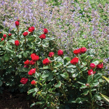 Load image into Gallery viewer, Petite Knock Out® Rose Bushes