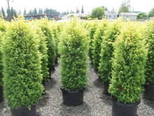 Load image into Gallery viewer, Gold Cone Juniper Shrubs