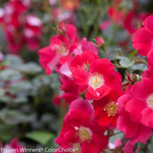 Load image into Gallery viewer, Oso Easy Cherry Pie Rose Bushes