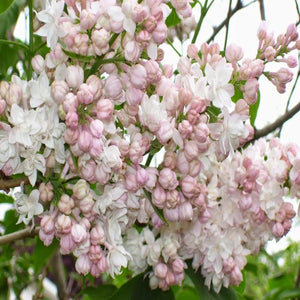 Beauty of Moscow Lilac Shrubs