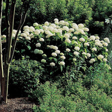 Load image into Gallery viewer, Annabelle Hydrangea Shrubs for Sale Online
