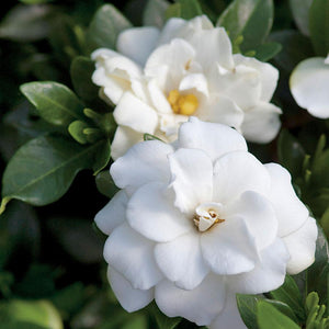 Double Mint Gardenia Shrubs