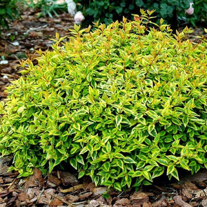 Abelia Radiance Shrubs