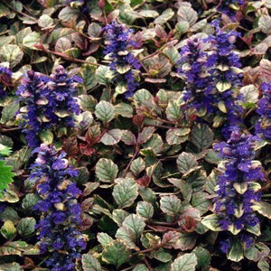 Ajuga Burgundy Glow