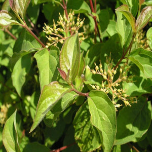 Cornus Midwinter Fire Dogwood Shrubs