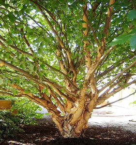 Dwarf River Birch Little King