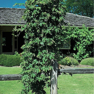 Cascade Hops Vines