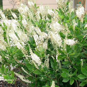 Clethra Hummingbird Shrubs