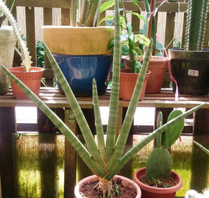 Cylindrical Snake Plants