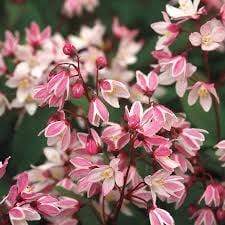 Deutzia Yuki Cherry Blossom Shrubs