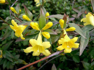 Carolina Jessamine Gelsemium