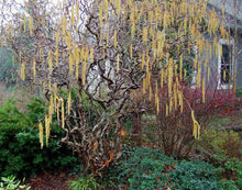 Load image into Gallery viewer, Harry Lauder's Walking Stick (Contorted Filbert) Shrubs
