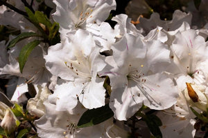 Autumn Lily Encore Azalea Shrubs