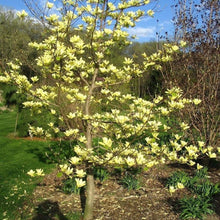 Load image into Gallery viewer, Magnolia Butterflies

