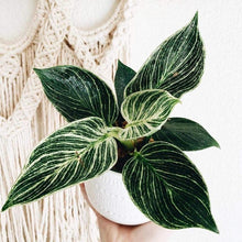 Load image into Gallery viewer, Philodendron Birkin
