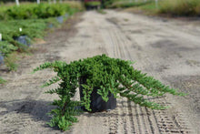 Load image into Gallery viewer, Juniper procumbens Nana Shrubs
