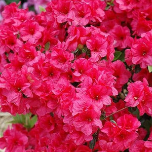 Azalea Hershey Red Shrubs