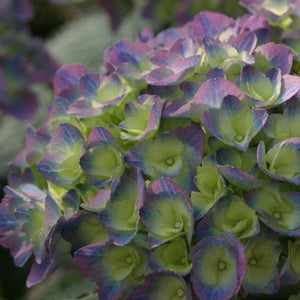 Cityline Rio Hydrangea Shrubs