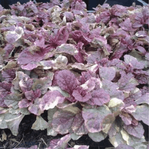 Ajuga Burgundy Glow