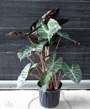 Load image into Gallery viewer, Ebony Alocasia Plants
