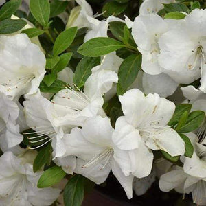 Autumn Ivory Encore Azalea Shrubs