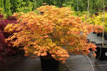 Load image into Gallery viewer, Autumn Moon Japanese Maple Trees
