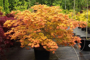 Autumn Moon Japanese Maple Trees