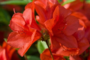 Azalea Autumn Bravo Shrubs