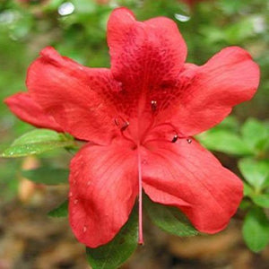 Azalea Buccaneer Shrubs