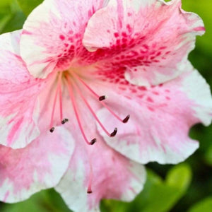 Azalea Conversation Piece Shrubs