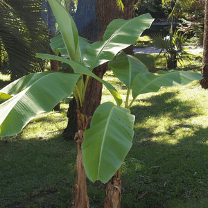 Banana 'Musa basjoo' Plants