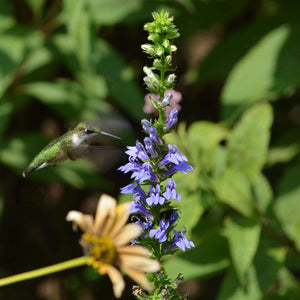 Blue Cardinal Flower