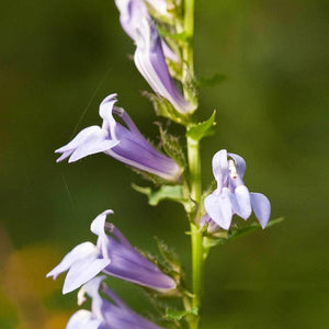 Blue Cardinal Flower