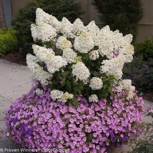 Bobo Hydrangea Shrubs