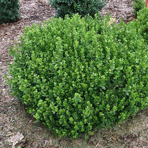 Boxwood Sprinter Shrubs