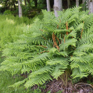 Cinnamon Fern Plants