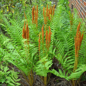 Cinnamon Fern Plants