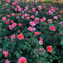 Load image into Gallery viewer, Coral Knock Out Rose Bushes
