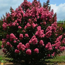 Load image into Gallery viewer, Coral Magic Crape Myrtle Shrubs
