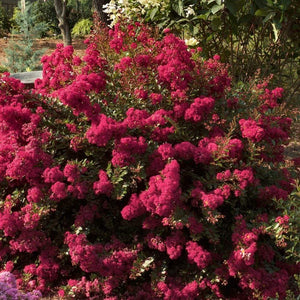 Berry Dazzle Crape Myrtle Shrubs