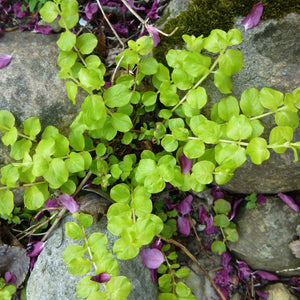 Creeping Jenny