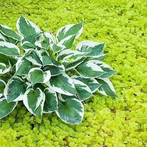 Creeping Jenny