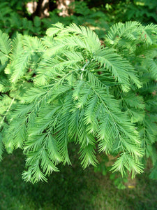 Dawn Redwood Trees